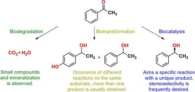 Applications of Marine-Derived Microorganisms and Their Enzymes in Biocatalysis and Biotransformation, the Underexplored Potentials